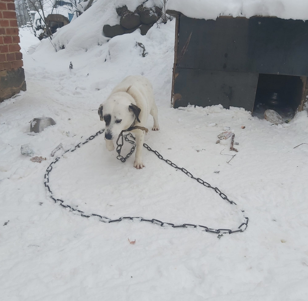 Mīļie twitter draugi un paziņas! Varam atrast mājas gadu vecam suņu puikam? Turēts pie ķēdes. Līdzcilvēkiem sirds lūzt par to un pierunāja, ka saimnieki atdod suni prom. Draugi paši nevar suni paturēt, bet lūdz palīdzību māju atrašanā! Suni sauc Panda, ļoti mīlīgs draudzīgs! RT