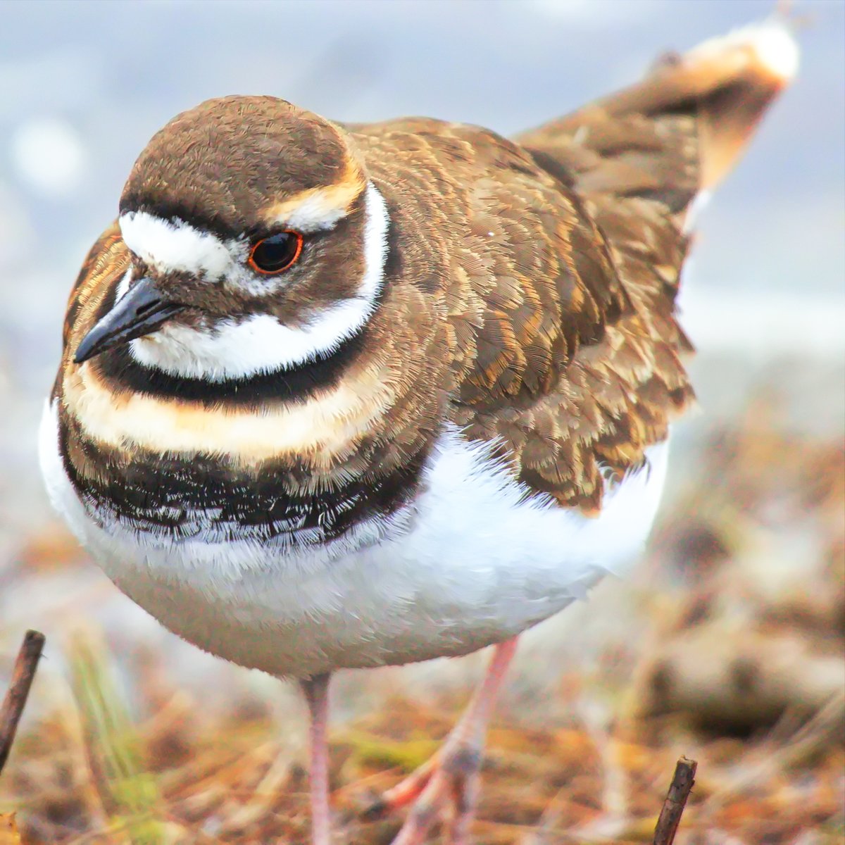 AshleyPurring's tweet photo. A lovely killdeer at Marymoor Park, December 2021 #killdeer #marymoorpark #birds #birding #birdphoto #birdphotography #wildlifephotography #naturepicture #eastsideaudubon @kingcountyparks https://t.co/3CjtvBuHPJ