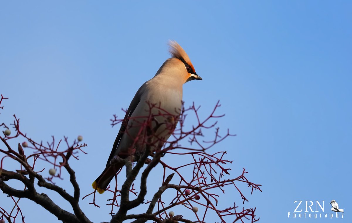 Gorgeous Waxwings in #westyorkshire #waxwing #birds #wildlifephotography #wildlife #bohemianwaxwing #nature @WildlifeMag @BBCCountryfile #birdwatching