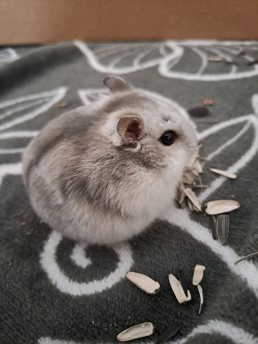 MamaPowerrrr's tweet image. Verdorie, zometeen met Moos 2.0 weer naar de dierenarts. Het zit helemaal niet goed. Ik weet ook niet of ik nog een levende hamster mee terug ga krijgen. Moet ook nog naar een dierenarts verder weg. #Spanning #ZoZielig #DitIsOokDierenLiefde