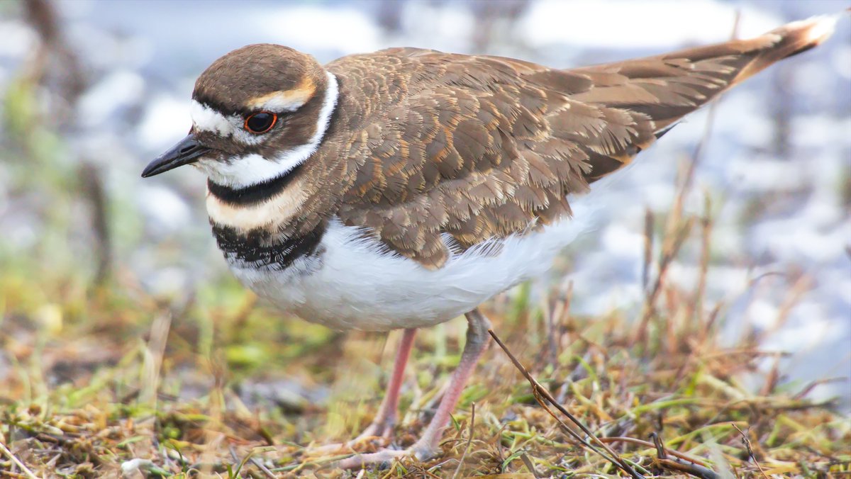 AshleyPurring's tweet photo. A lovely killdeer at Marymoor Park, December 2021 #killdeer #marymoorpark #birds #birding #birdphoto #birdphotography #wildlifephotography #naturepicture #eastsideaudubon @kingcountyparks https://t.co/3CjtvBuHPJ