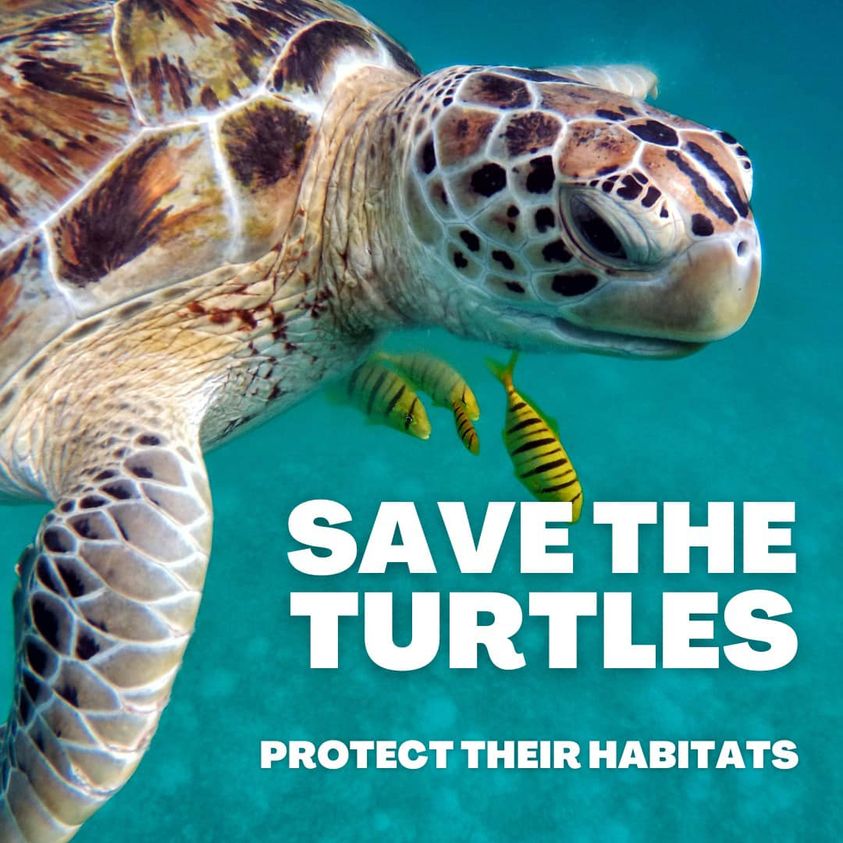 Lets be the change our ocean need. Every small act counts. Join me in the mission to save our incredible turtles. say no to single-use plastics, pick up litter and spread awareness. #savetheturtles #oceanheroes #plasticfreeliving #conservationaction