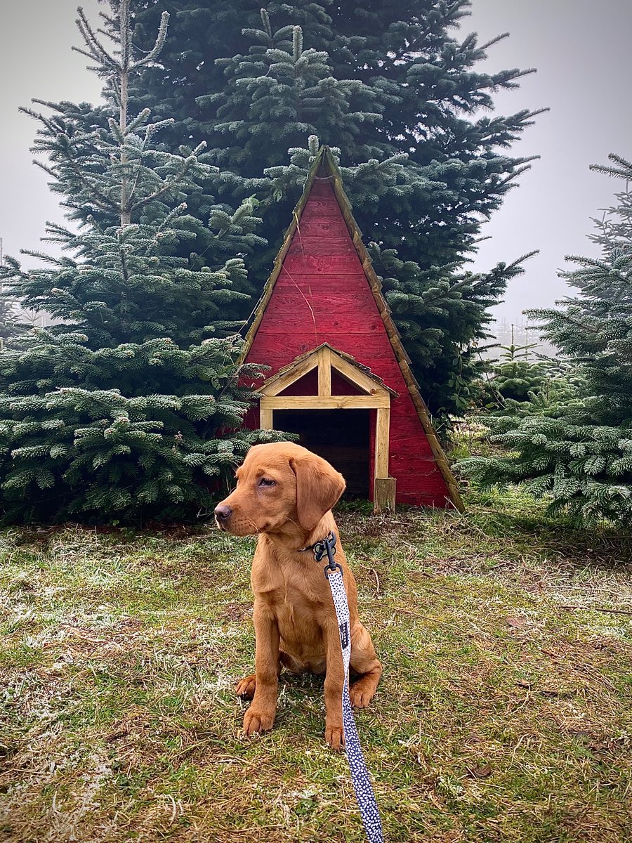 Christmas festivities are well underway 🎄❄️🐾