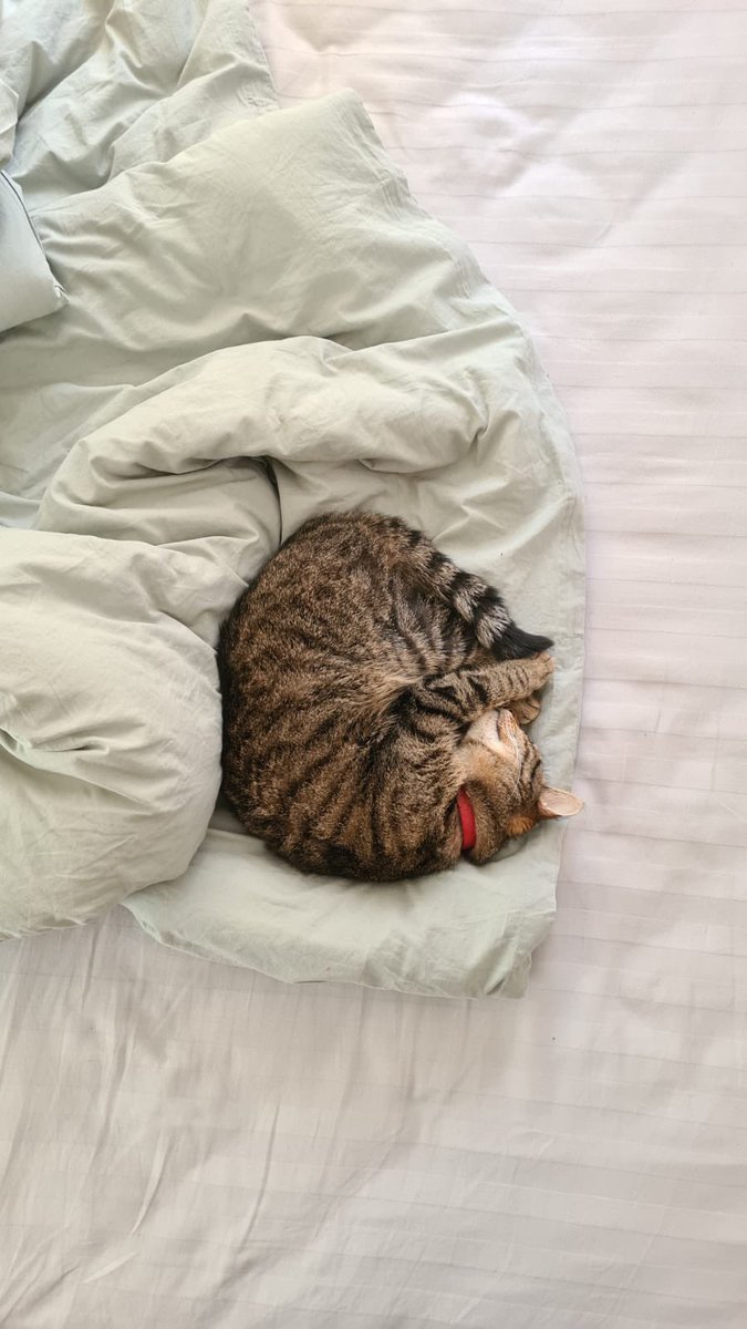 pujatte's tweet photo. @barintiesa Garnelīte 🍤 https://t.co/TQTqRG3DJL