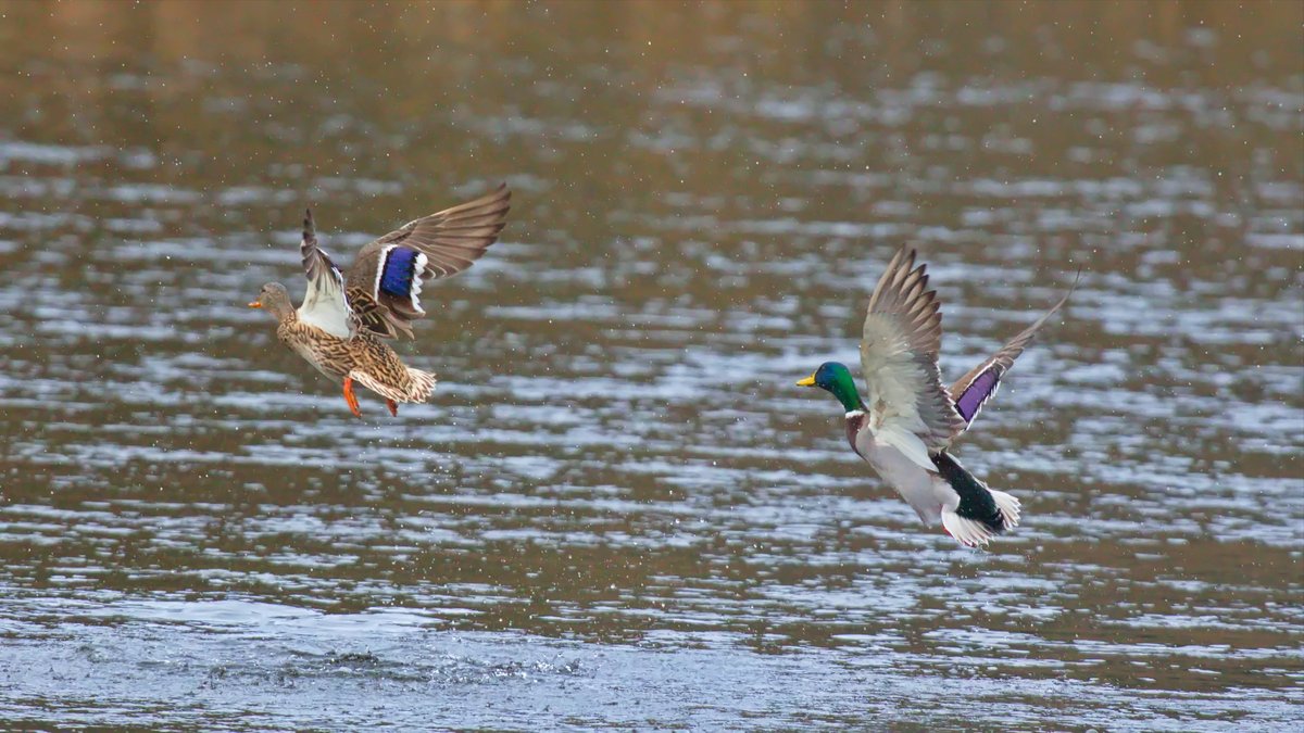 AshleyPurring's tweet photo. Ducks a' flyin' at Marymoor Park, December 2021 #ducks #duckphotography #marymoorpark #birds #birding #birdphoto #birdphotography #wildlifephotography #naturepicture #eastsideaudubon @kingcountyparks https://t.co/EkDghatbpi