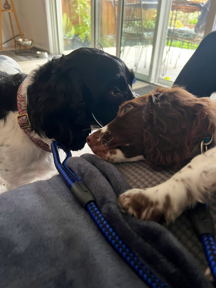 joc303's tweet photo. Louisa slowly adjusting to life with Henry. ❤️💙 https://t.co/IQEKTXv1B0