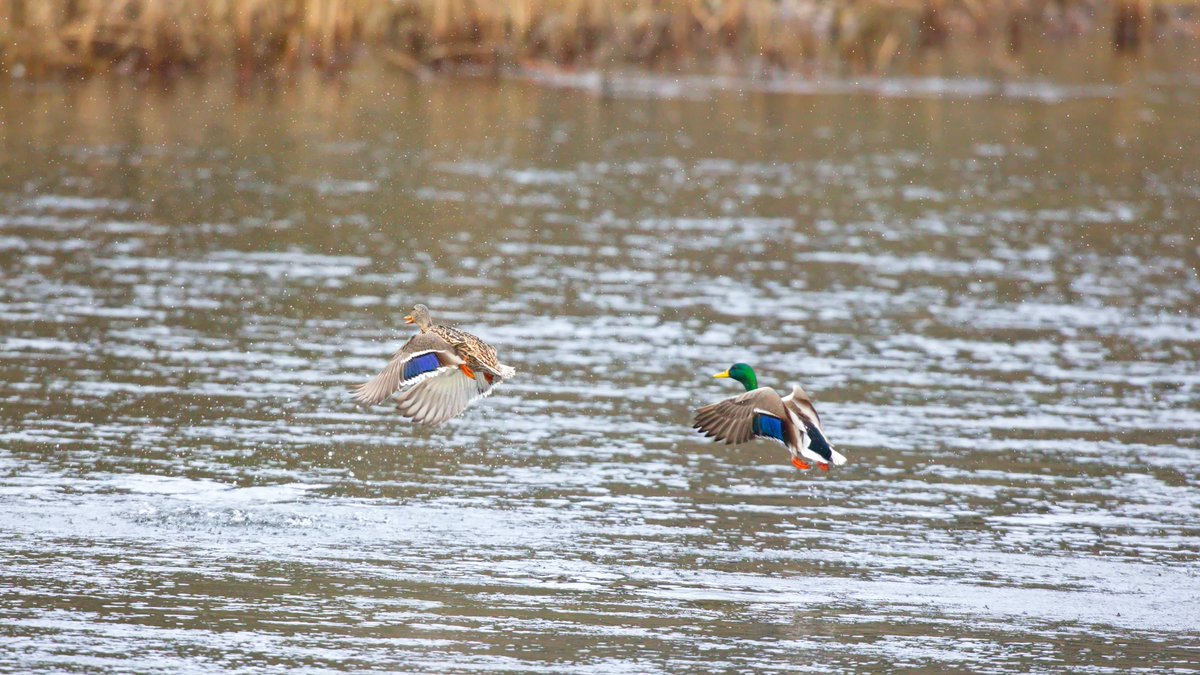 AshleyPurring's tweet photo. Ducks a' flyin' at Marymoor Park, December 2021 #ducks #duckphotography #marymoorpark #birds #birding #birdphoto #birdphotography #wildlifephotography #naturepicture #eastsideaudubon @kingcountyparks https://t.co/EkDghatbpi