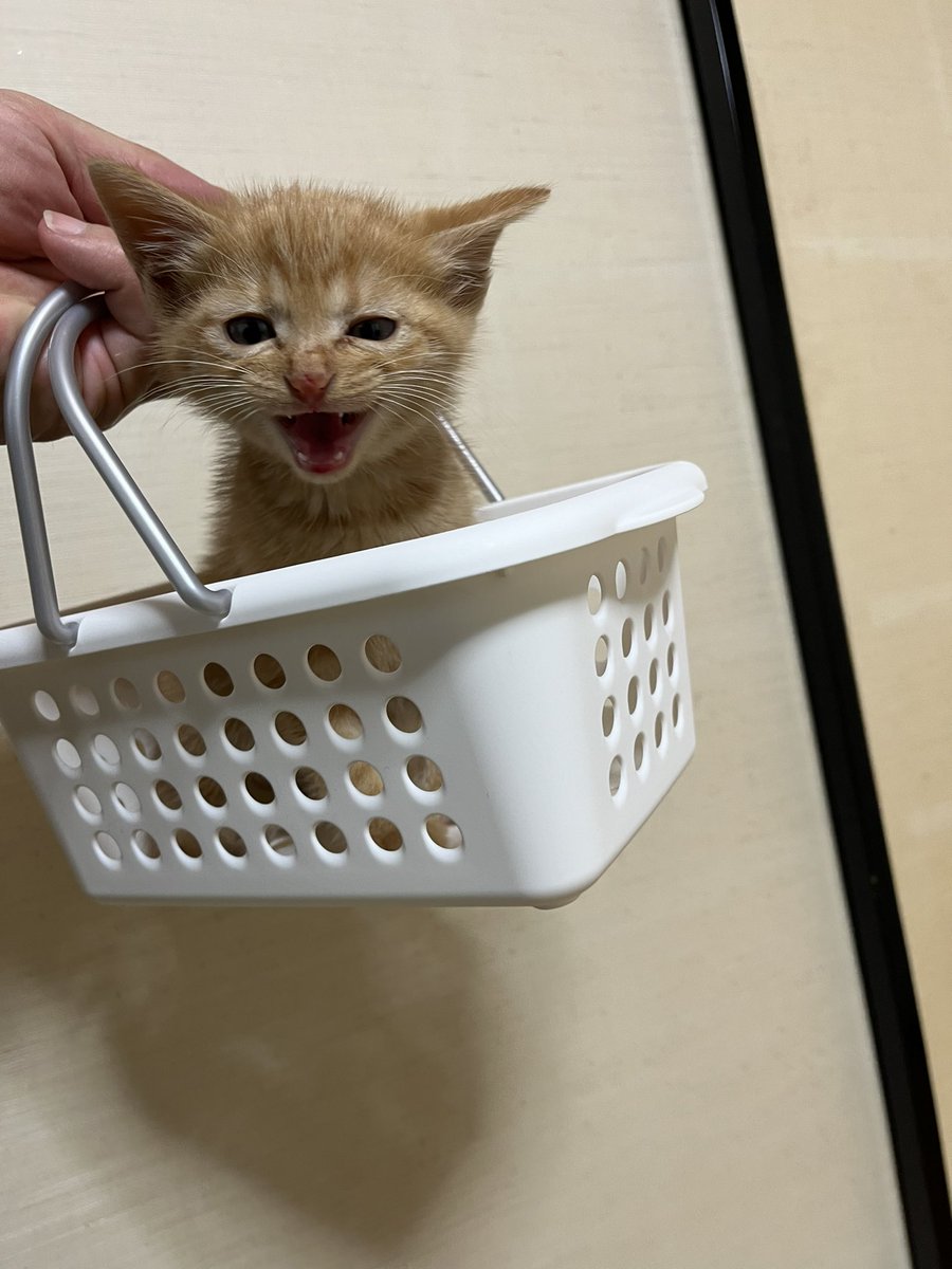 猫和太郎 tweet media