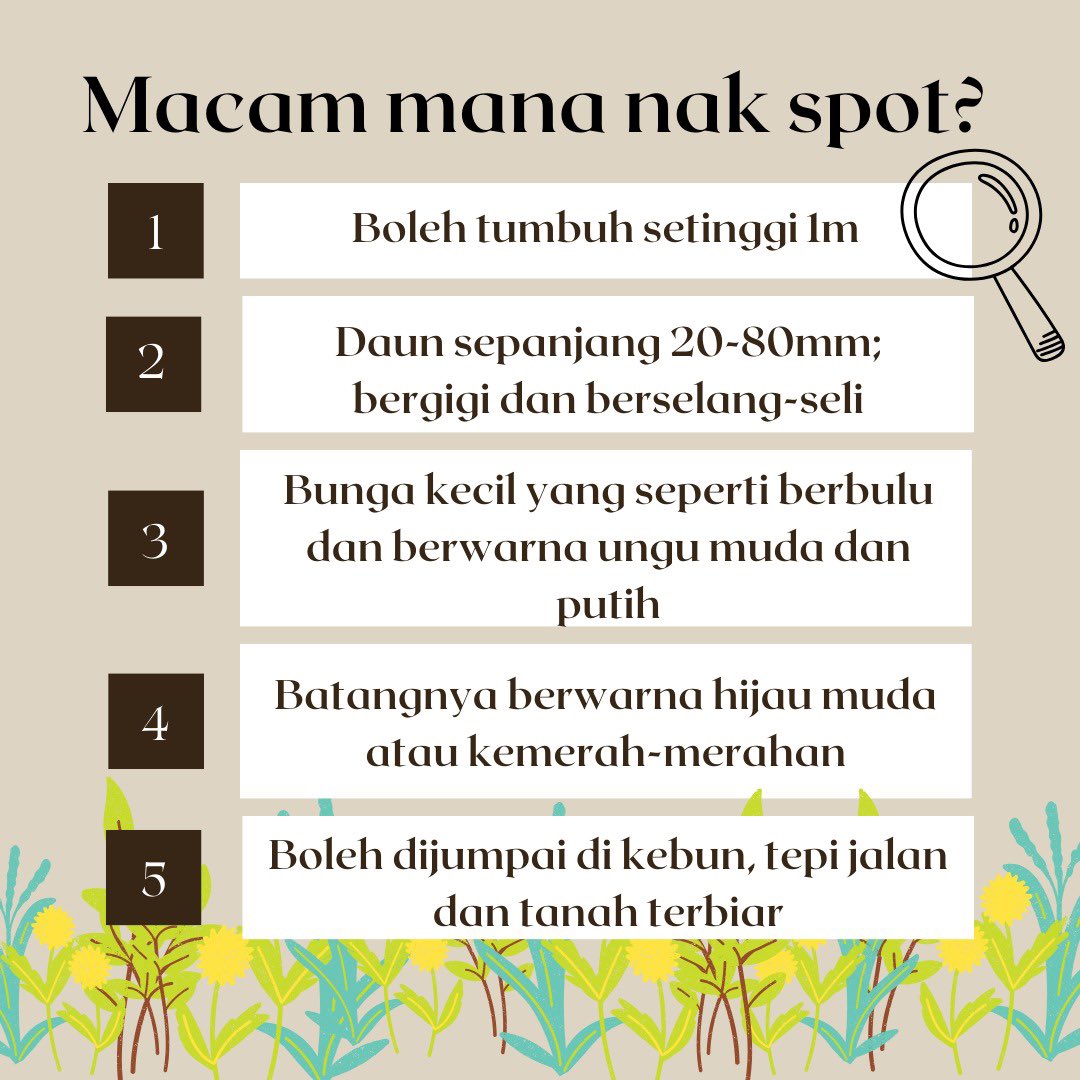 ubi_my's tweet photo. Rumput tahi ayam. An invasive species that has ethnobotanical uses. Learn about this plant and more on our Kearifan Lokal workshop on 9th December! Signup link in our bio :) https://t.co/CWuGrqaHhP