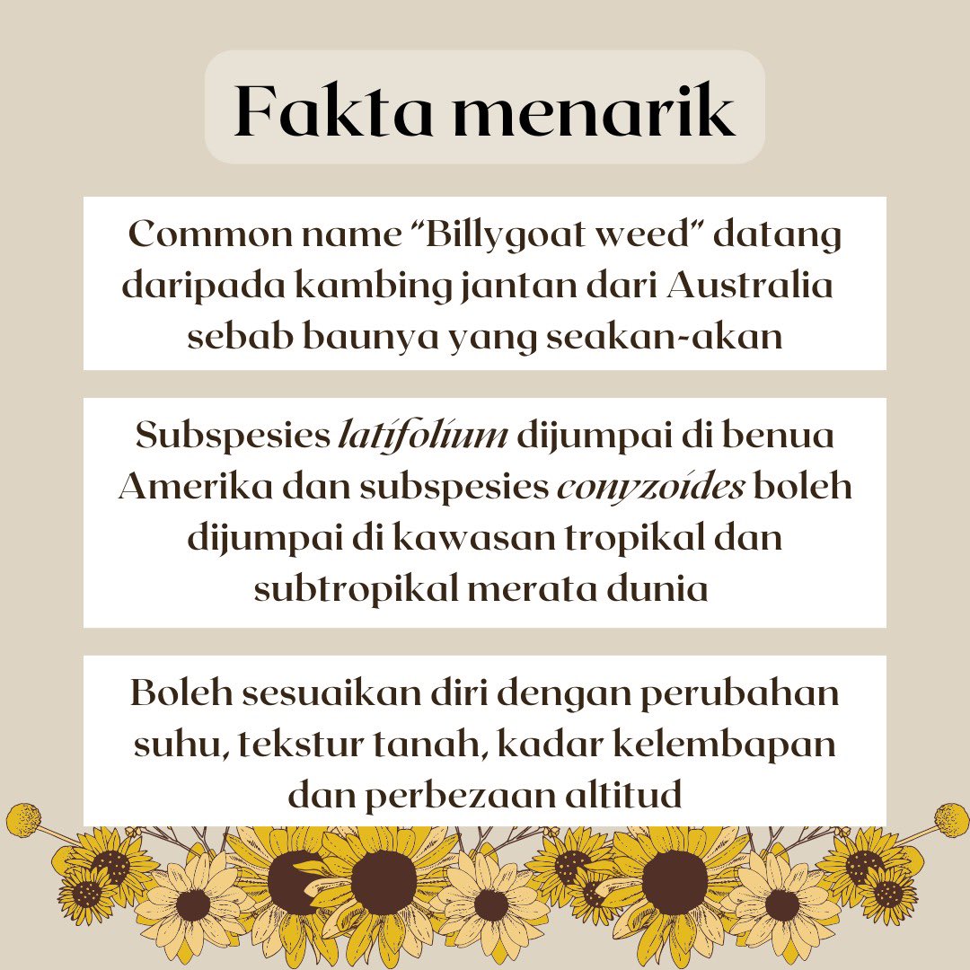 ubi_my's tweet photo. Rumput tahi ayam. An invasive species that has ethnobotanical uses. Learn about this plant and more on our Kearifan Lokal workshop on 9th December! Signup link in our bio :) https://t.co/CWuGrqaHhP