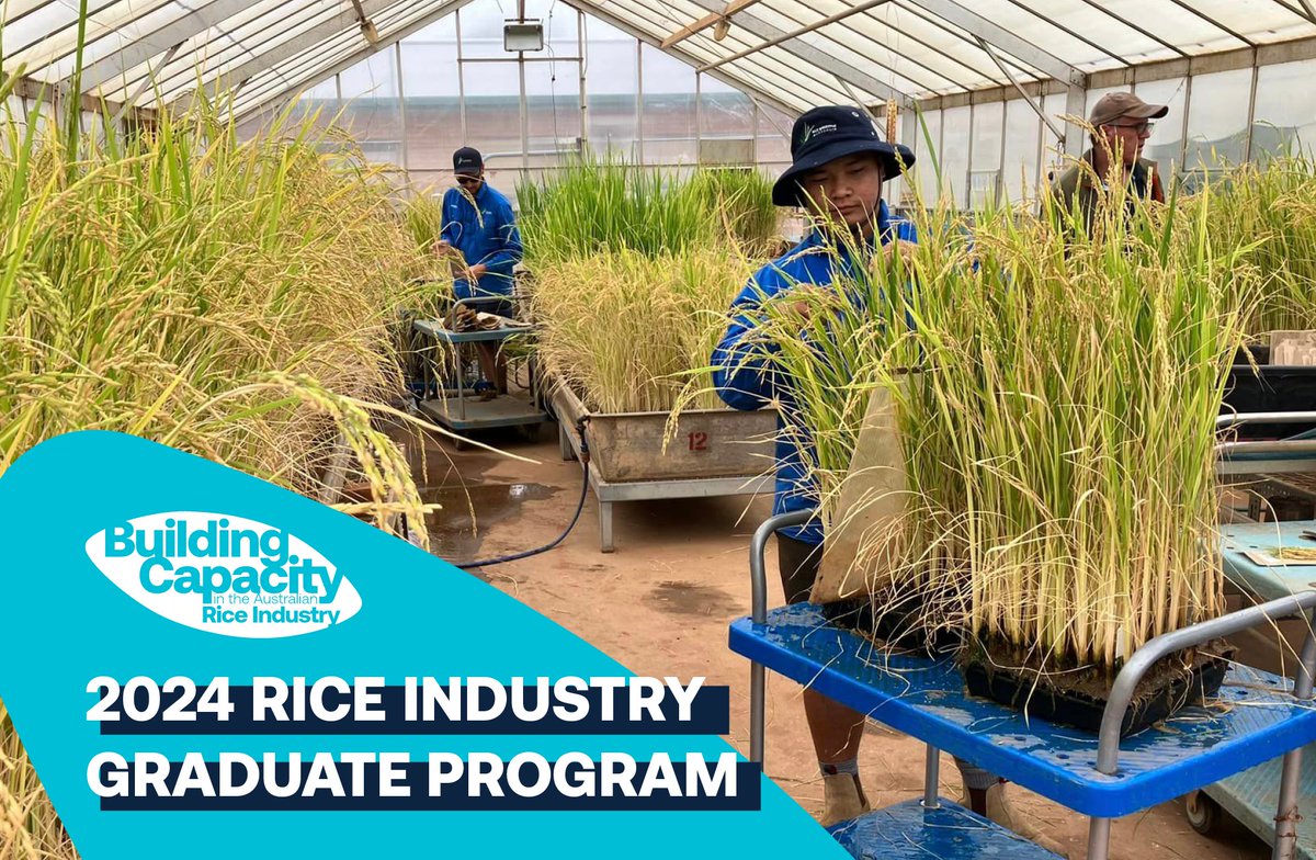 ricegrowers's tweet image. Only 3 days left to apply for the 2024 Rice Industry Graduate Program!
Find out more here 👉 rga.org.au/careers
Applications close on Wednesday 6th December.
#ausrice #graduateprogram #ausriceindustry #ausag