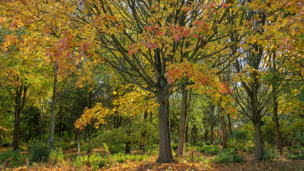 Expand your knowledge and appreciation for trees using our free #TreeID Guide 📖

Our 20 page guide dives into the understanding of trees through beautiful illustrations, photos, facts and figures, and inspiration for outdoor activities.

Download copy ➡️ ow.ly/lxs350QclON