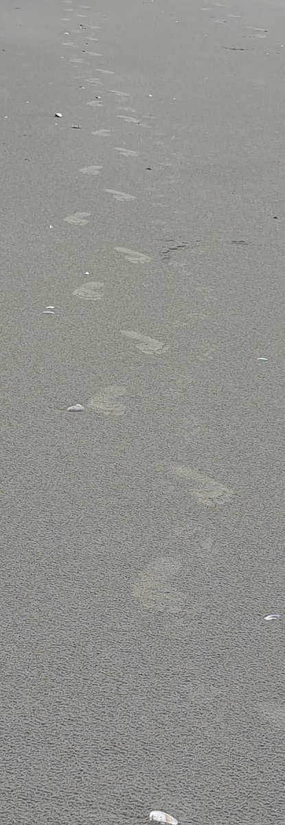 PouwelsDel's tweet photo. Blustery but nice walk along waihi beach this arvo.
As they say - 'leave nothing but footprints in the sand'
#whatssummer
#kiwisummeryeahnah
#eastcoasttreasures https://t.co/GzvWb7RRuB
