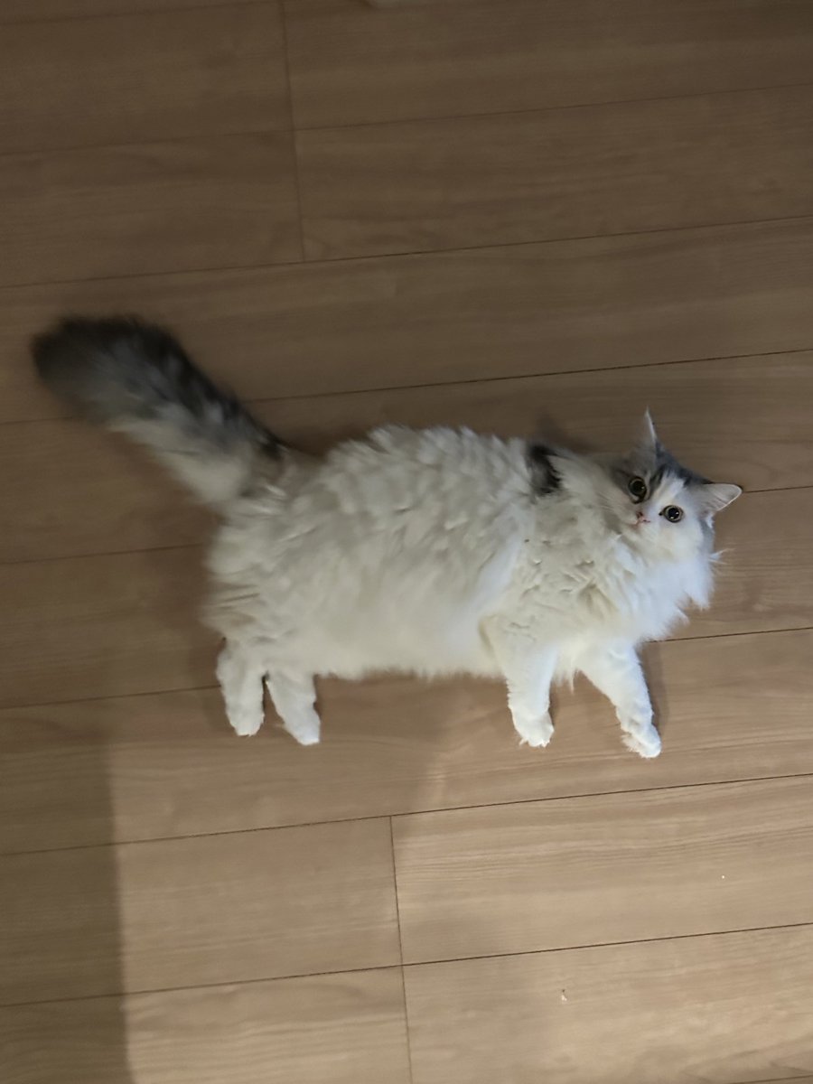 ねこ♡ 猫ってほんとかわいいよなあ〜