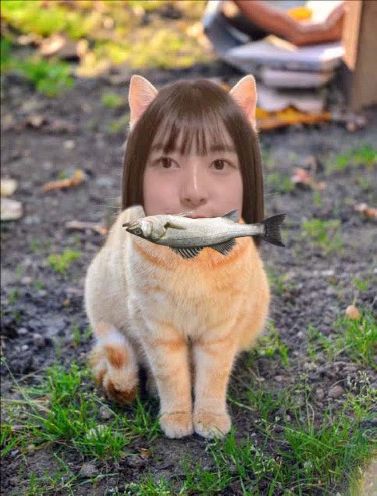 猫ってほんとかわいいよなあ〜