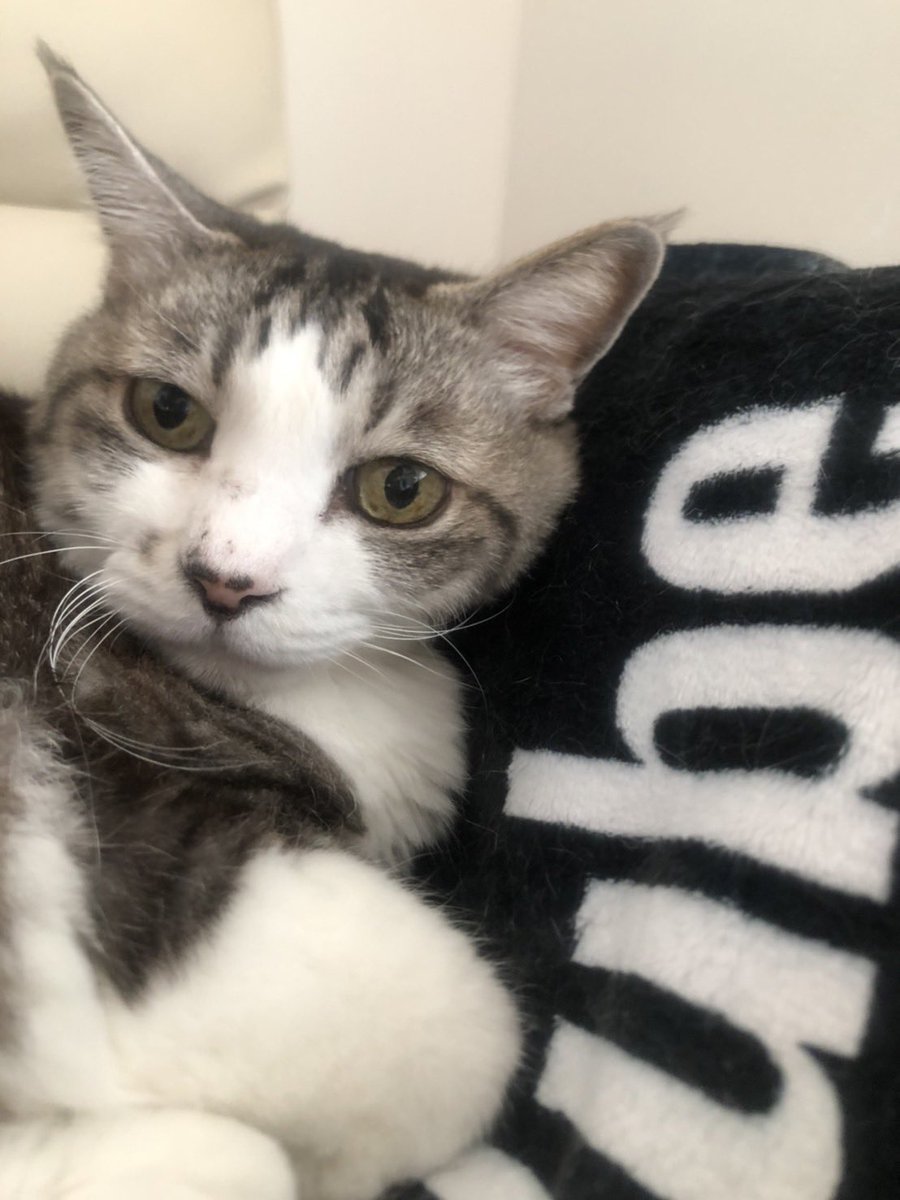 猫ってほんとかわいいよなあ〜