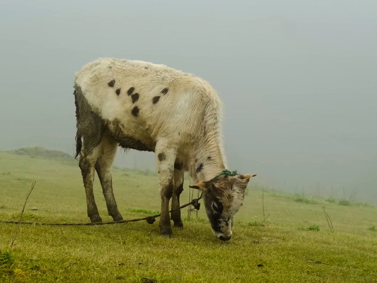 Dec.3 Tracking in Himalayas 
Started the day in a fog so thick you couldn't see much, but managed to snap a surprisingly clear pic of this cow! 📸🐄 #MorningAdventures #FoggyStart
#MistyMornings #PhotographyMagic #CowClicks #WeatherWonders #FoggyCapture #UnexpectedBeauty