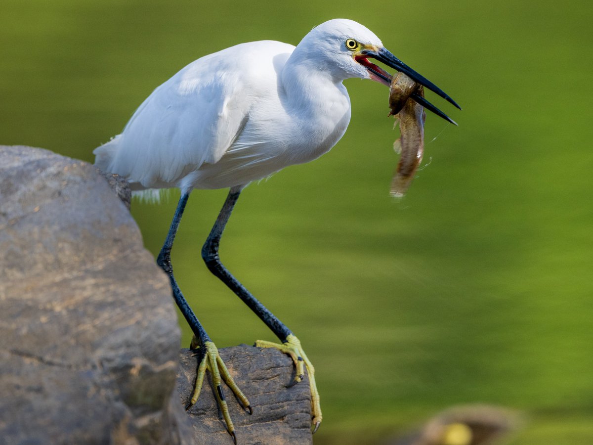 Little Egret (白鹭,Egretta garzetta) has a nice meal. ❤️
It inhabits a wide variety of wetlands -- lakes, rivers, marshes, estuaries -- almost anywhere with small fish.
by 石俊祥

#China #nature #Peace  
#wildlife #photography
#birds #BirdsSeenIn2023