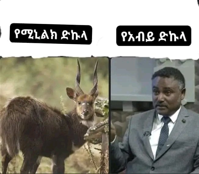 Teferi Nigusie ተፈሪ ንጉሴ tweet media