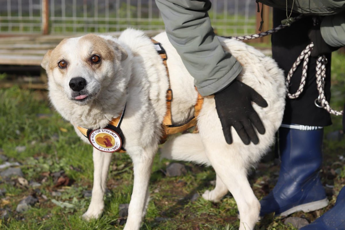 Herz_Streuner's tweet photo. Kuschelmaus Flocki ist neu im Shelter, da ihr Besitzer verstarb 🙁 Flocki ist eine seehr liebevolle & absolut süße Dame. Sie ist ca 7 Jahre jung & misst 50 cm ❤️🥰
#adoptdontshop #adoptable #adoptme #adoption #dogoftheday #rescued #rescuedog #rescuedogs #adopables https://t.co/jsGVJISSce