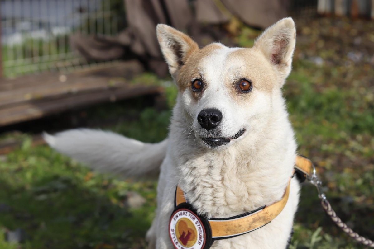 Herz_Streuner's tweet photo. Kuschelmaus Flocki ist neu im Shelter, da ihr Besitzer verstarb 🙁 Flocki ist eine seehr liebevolle & absolut süße Dame. Sie ist ca 7 Jahre jung & misst 50 cm ❤️🥰
#adoptdontshop #adoptable #adoptme #adoption #dogoftheday #rescued #rescuedog #rescuedogs #adopables https://t.co/jsGVJISSce