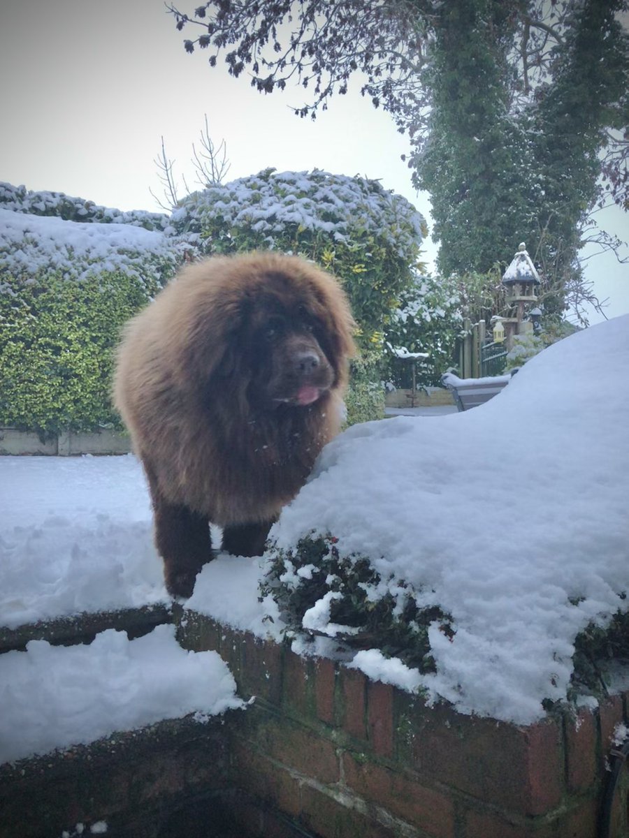 MediaClare's tweet photo. Good morning!
#snow #Newf #AuthorPets #ReadingBuddies #Furbaby https://t.co/49p7AHuahT