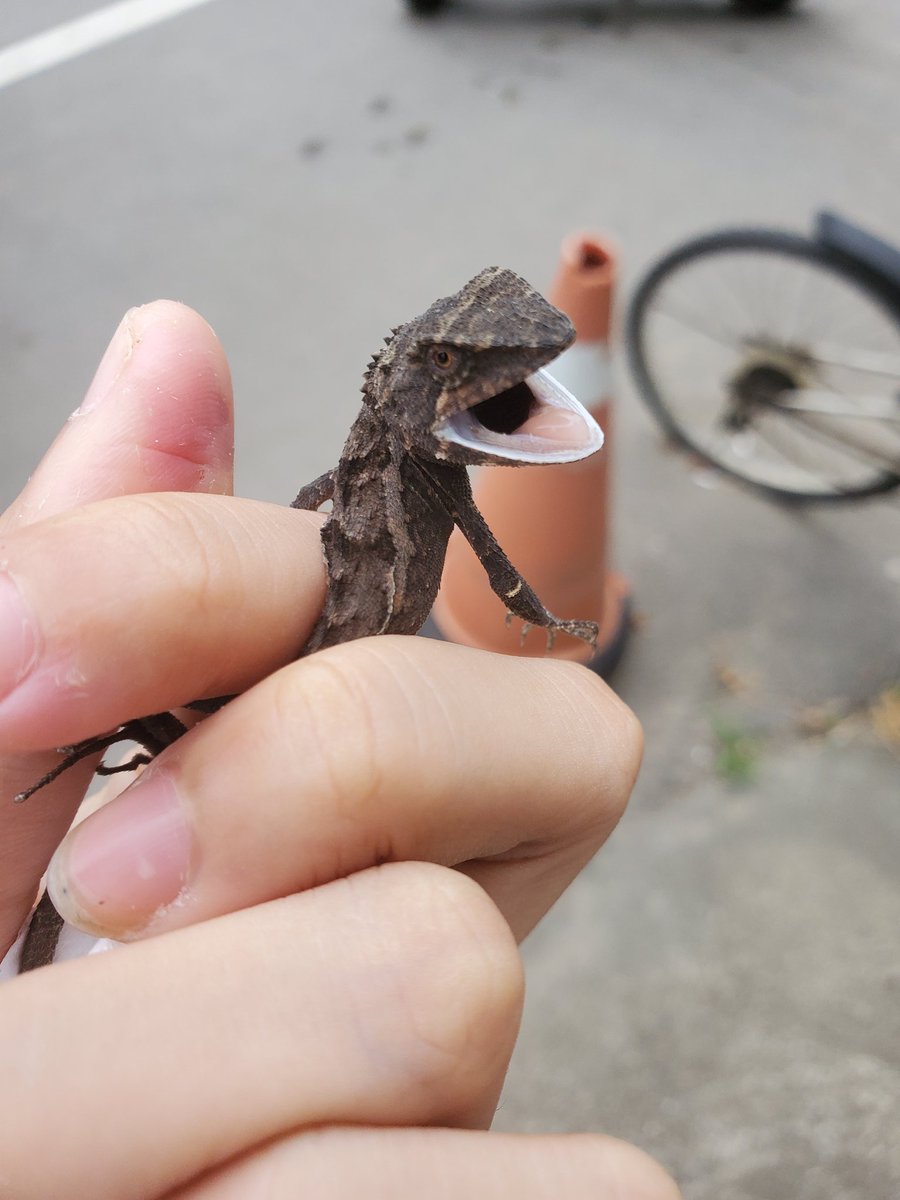 Lizard