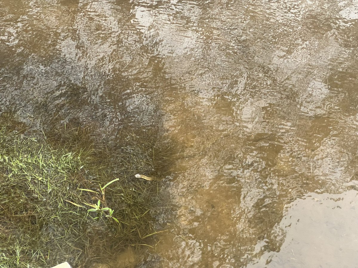 PradeepN97's tweet photo. @chennaicorp @CMOTamilnadu @Udhaystalin @Subramanian_ma This is the third time I request for the help from corporation in evacuating rainwater. It is almost 8+ days we were suffering from this. Videos shows how snakes were easily accessible right infornt of the gate https://t.co/w9FoJLNLFO