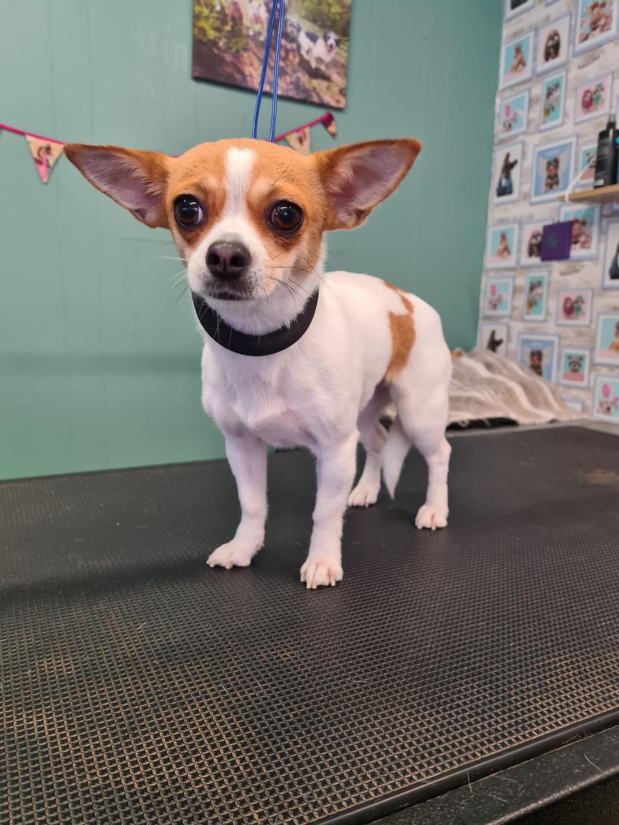 Tracey J Harris tweet media