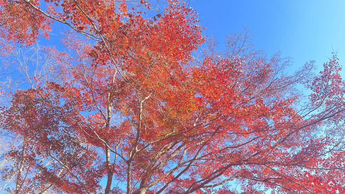 joshi_blog's tweet photo. 修善寺にある「やまびこ」に行って来ました〜🍁
そばも天ぷ���も湯葉も美味しかった！
次来た時も同じの頼む。

#グルメ #グルメ好きな人と繋がりたい  #静岡県 #伊豆市 #おいしい #おすすめ #修善寺 #蕎麦 #天ぷら #ゆば #紅葉 https://t.co/36LXRQAPvT