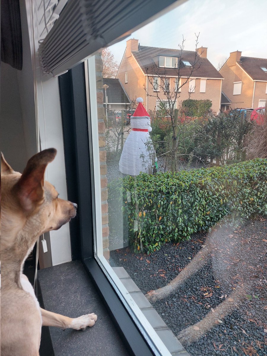 BiancaKonings74's tweet photo. Eerste #sneeuwpop gespot in #Eindhoven 🙈🤣 #sneeuw #westpointer #rescuepawscuracao https://t.co/opv9xkpgxp