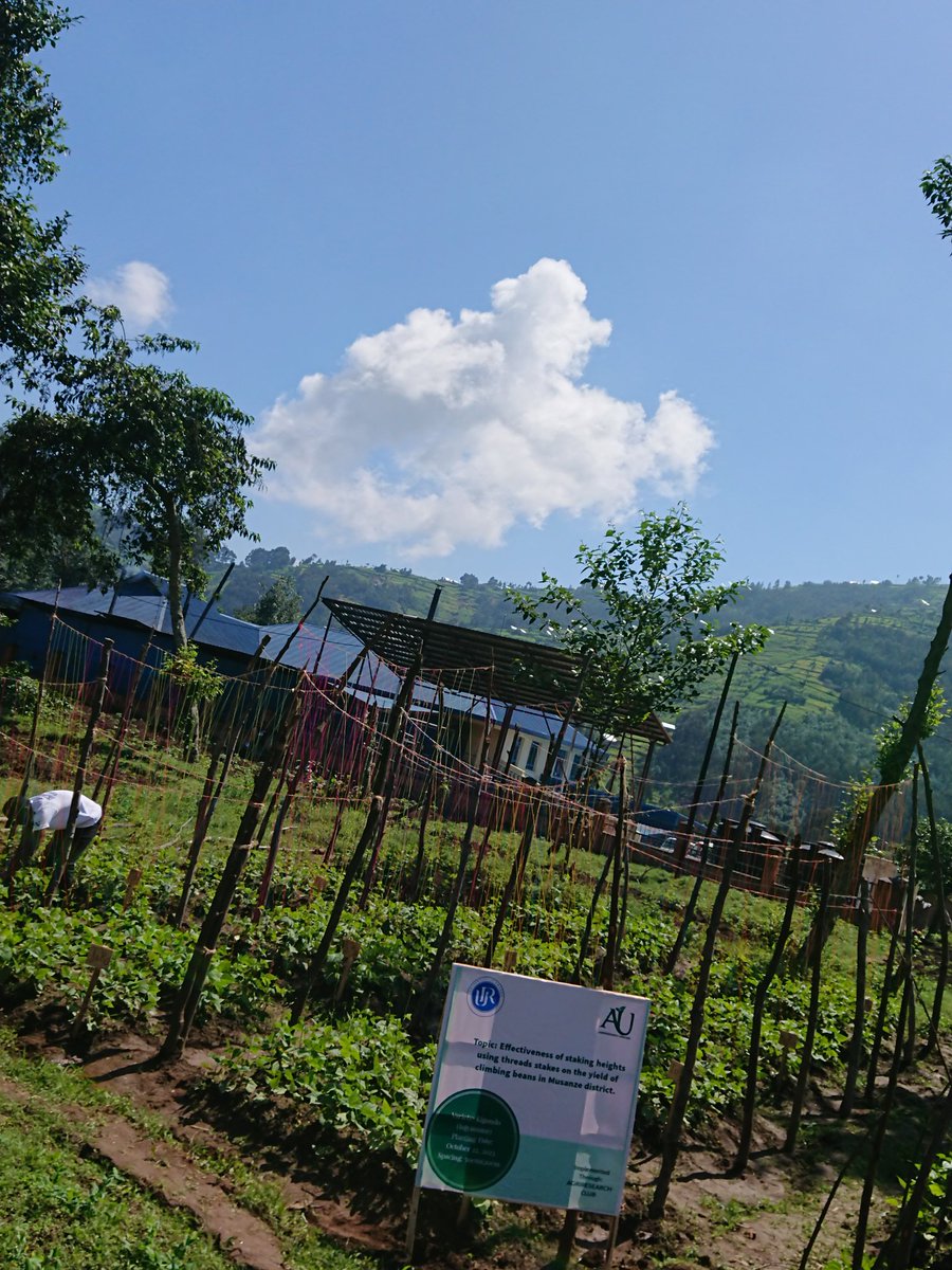 AGRIRESEARCHLtd's tweet photo. 1/2 Our continued partnership with @UR_CAVM has allowed us to support students in conducting much-needed #Researchproject being implemented through @agriresearchclb.In the past, we have provided mentorship to students conducting studies on grafting tomato-potato known as #pomato. https://t.co/pmBfl6qCYk