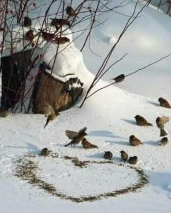 SoleneVosse's tweet image. &quot;Le Bruit court que l&apos;on peut être heureux.&quot; (Jean Malrieu)... J&apos;entretiens la rumeur ! 😀 🕊 💝

 #HelloWord