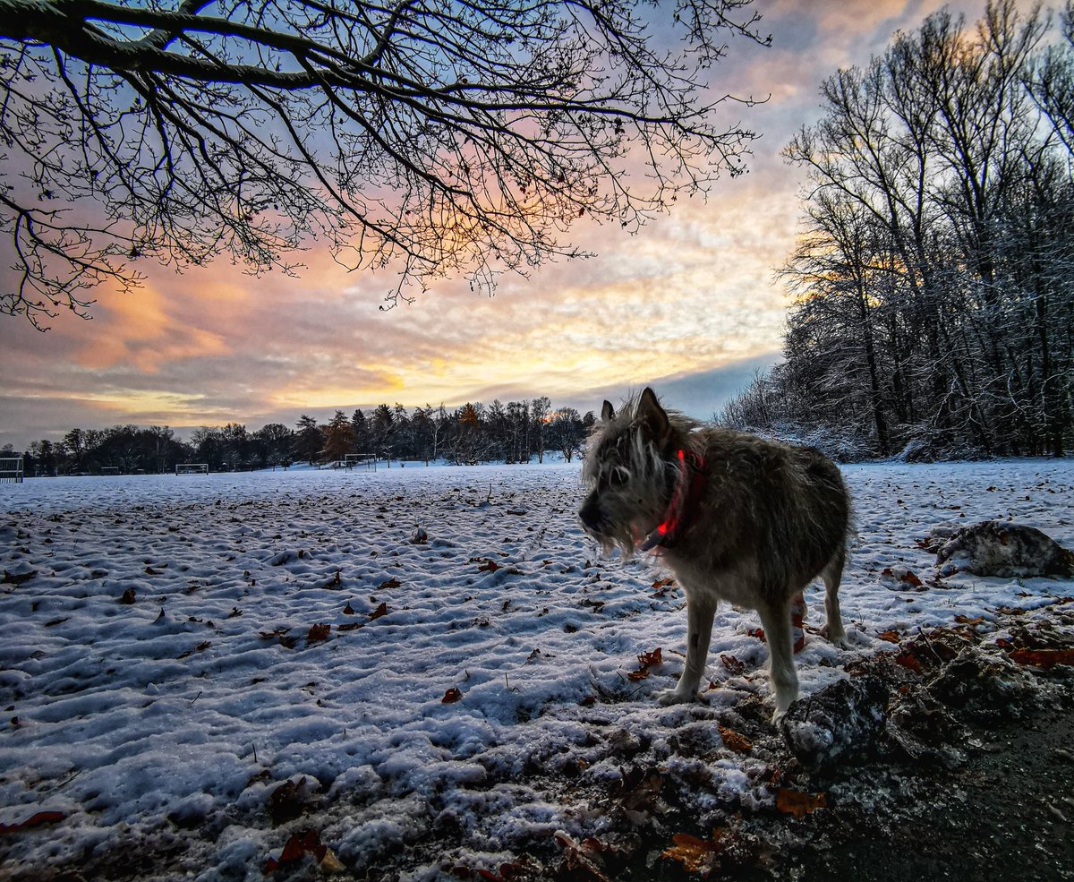 DougDraa1961's tweet photo. My doggy Leila

#android
@ap_magazine 
#streetphotographer
#streetphotography
#dog
#sunrise 
#germany
#trainplatform 
#urban
#snow https://t.co/GXqPZLxrw3
