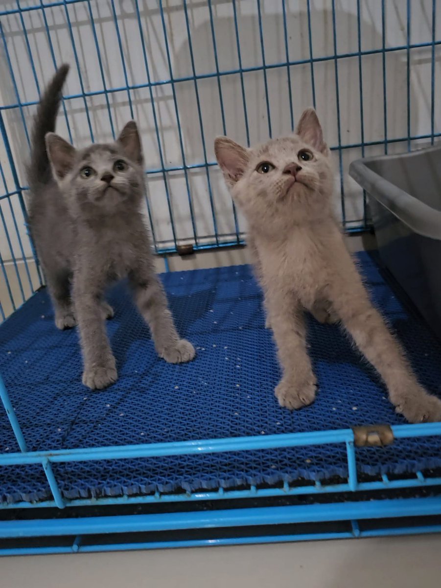 BimoAriio's tweet image. Lepas adopt kitten BSH 
2 ekor 
All female
Usia 2 bulan
Lokasi bekasi timur

Untuk info lebih lanjut silahkan DM atau WA 082232963816. Terima kasih 🙏

#BSH #lepasadopt #lepasadoptkitten #kucingbekasi #kucingbekasitimur #lepasadoptbekasi