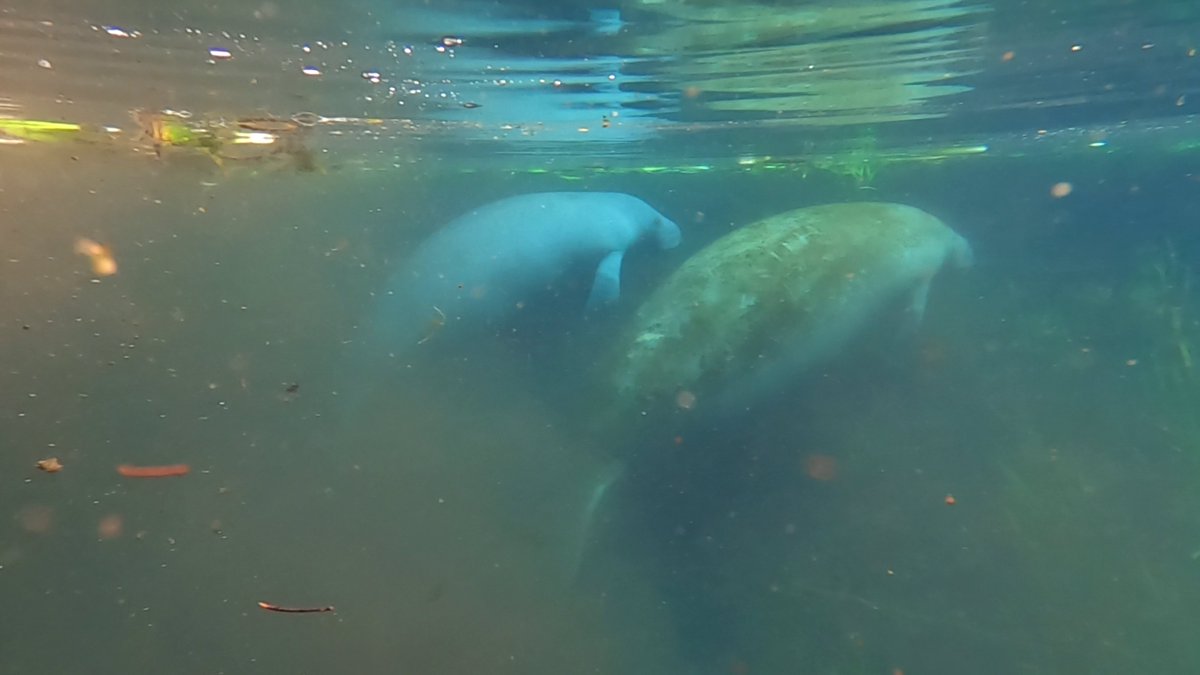 River Cows

Manatees at Silver Springs state park. 2nd image taken with gopro.

#nature #wildlife #outdoors #kayaking #photography #myphoto #Florida #seacows #marinemammals #marine #mammals