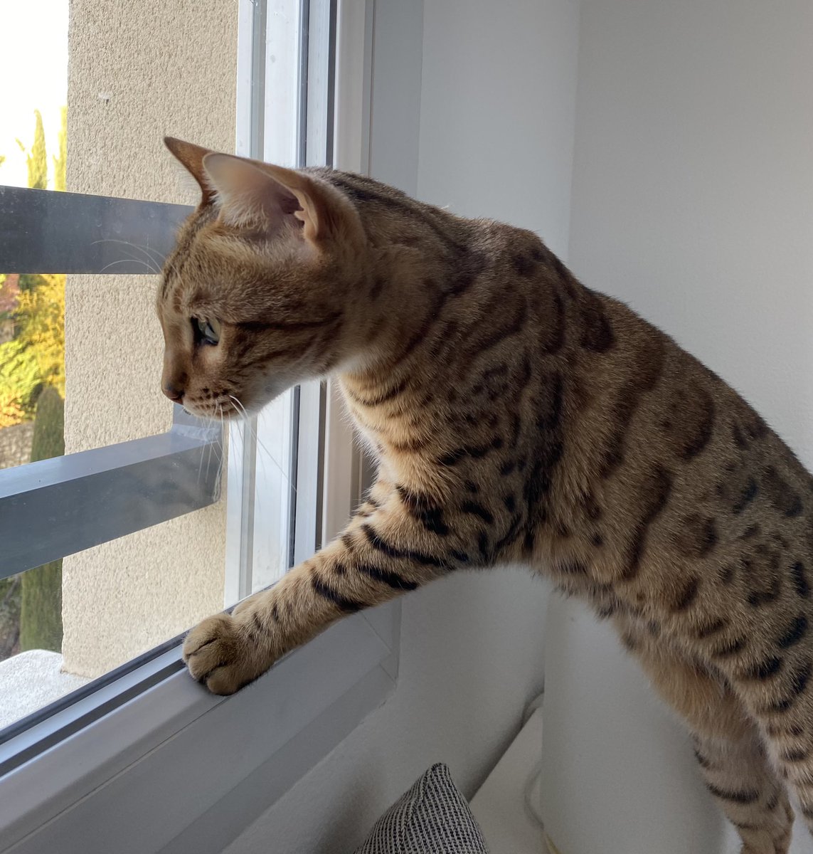 nova_nebula38's tweet photo. Début de journée active .
Télépie en trois étapes.
Bonne journée les tous doux 😽😽❤️❤️
#TheBengalCats #CatOfTwitter #CuteWorld #cutecatcasa #TeamBengal #TabbyTroop #TeamBengalForever https://t.co/aD4C1ZHMGc