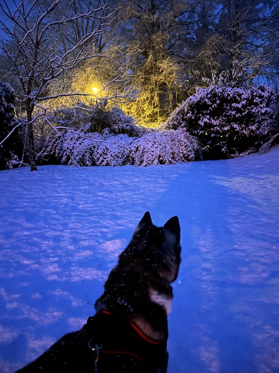 Pip0FN's tweet image. ❄️☃️