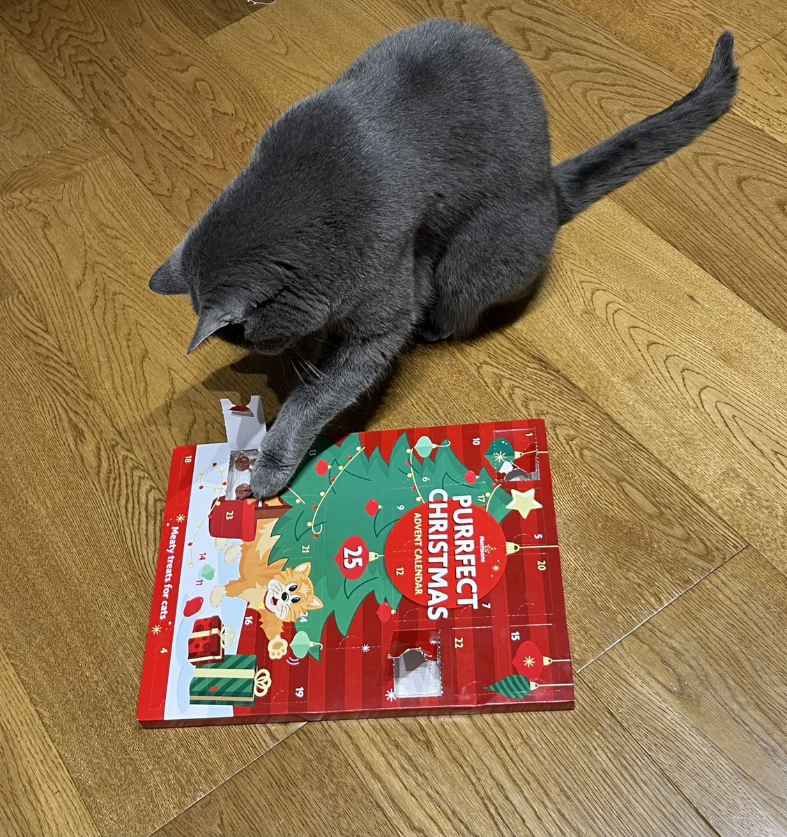 A catvent calendar 🗓️🎅🐈‍⬛🎄

#CatsOnTwitter