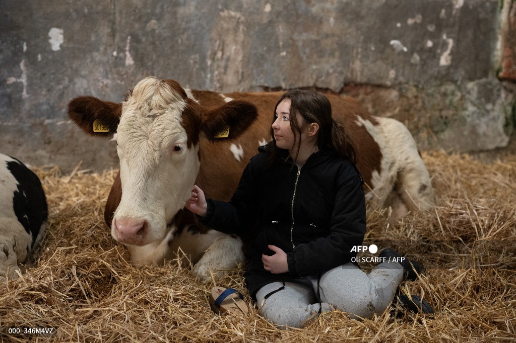 #UnitedKingdom Feeling stressed? Cuddle a cow, says UK dairy farm 📷 @oliscarff #AFP