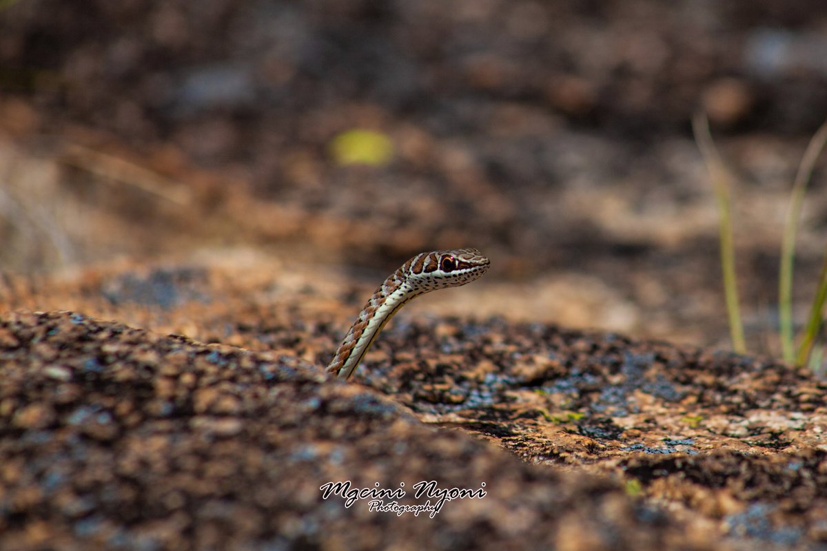 🇿🇼Mgcini Nyoni🇿🇼 tweet media