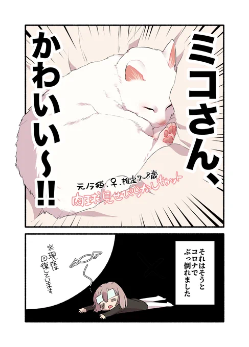 コロナ感染したら猫に神対応された話(1/2) #漫画が読めるハッシュタグ #愛されたがりの白猫ミコさん 