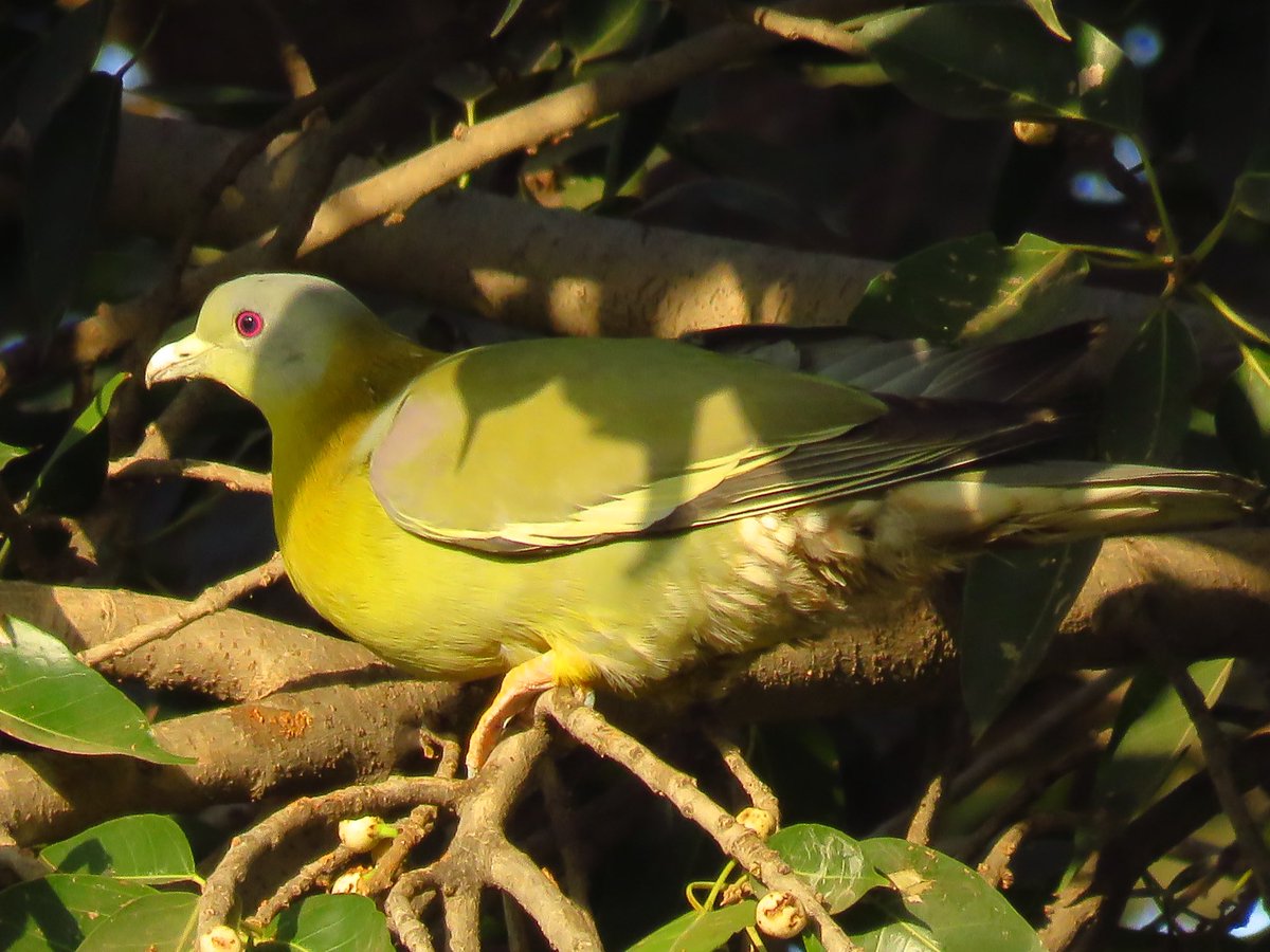I promised to put up pictures of birds more commonly seen and I’m sincerely doing that. Here’s the Yellow Footed Green Pigeon which is the most numerous and common Green Pigeon in India. There is a flock of 20 + in the park behind my house ! Ever seen them? #indiaves