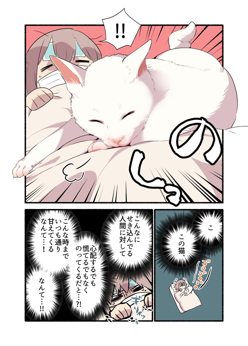 コロナ感染したら猫に神対応された話(2/2) #漫画が読めるハッシュタグ #愛されたがりの白猫ミコさん