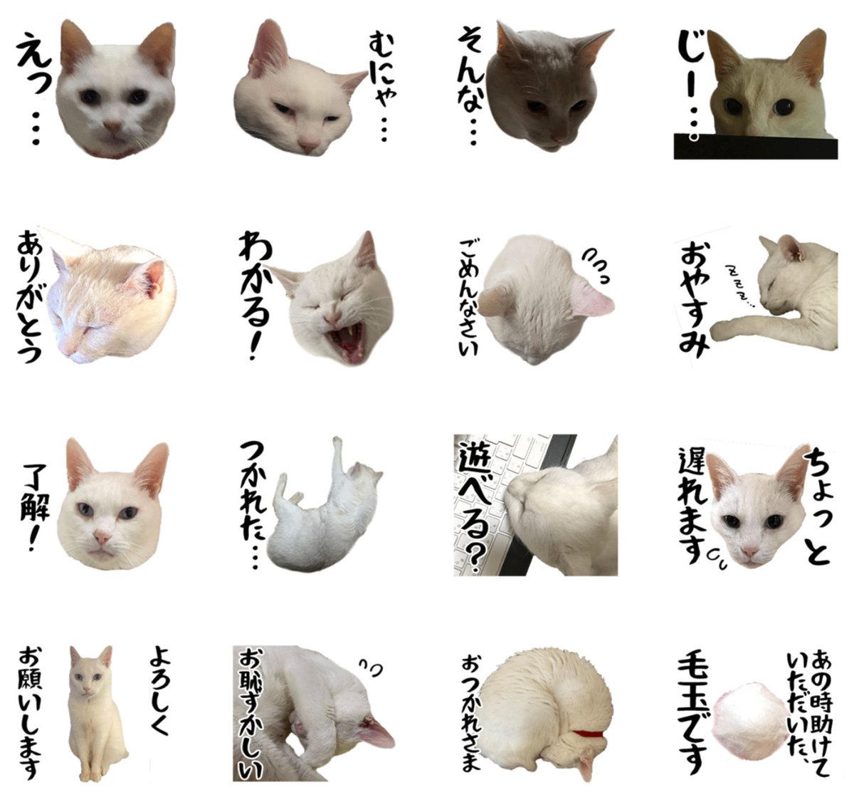 ミコさんの実写LINEスタンプ発売中‼️ お世話になったあの人に毛玉を送ろう🤍 白猫にゃまくびスタンプ - LINE スタンプ | LINE STORE