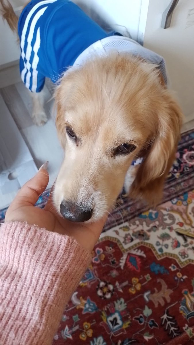 benesssa's tweet photo. sabah şekerim gelmisss 💙💙💙 https://t.co/ssEEnTkZ04