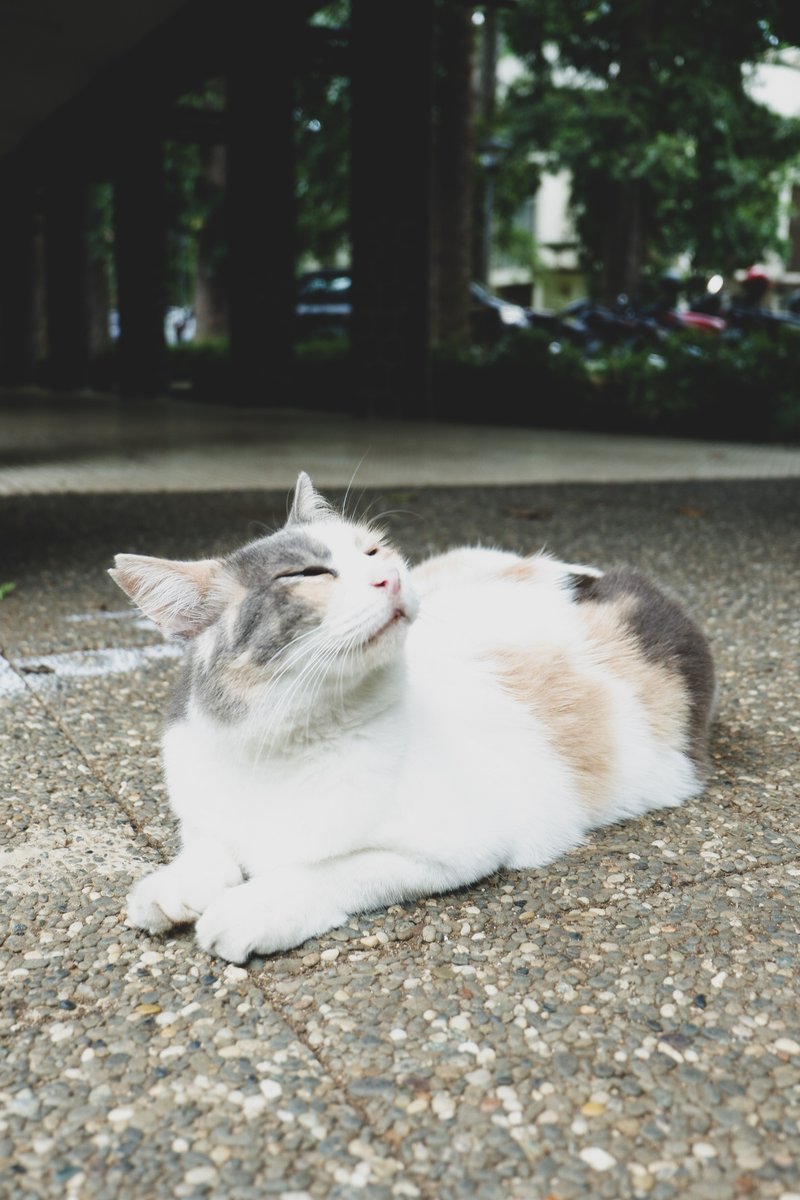 lfmitb's tweet photo. 🐈 Meong Meong Meong, Meong! 🐈
Cape dan jenuh belajar UAS?? Yuk refresh dulu lewat karya-karya para kru!!!
Karya foto kali ini menampilkan kucing-kucing yang lucu, gemas, dan imut melalui lensa para kruu 😸📸📸
#fchallenge #instalfm #lfmitb #kucing #itb https://t.co/k4RtMYKAbj