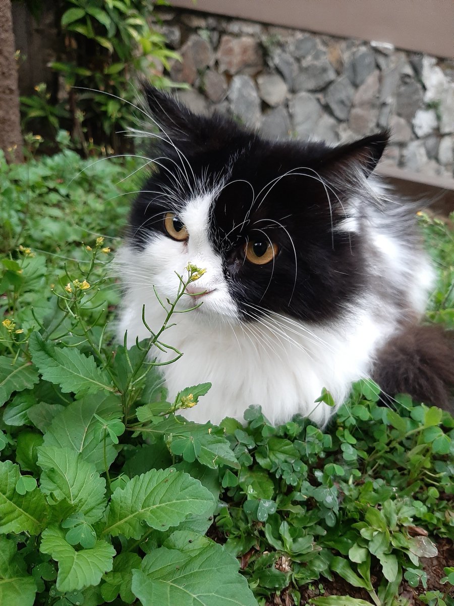 lfmitb's tweet photo. 🐈 Meong Meong Meong, Meong! 🐈
Cape dan jenuh belajar UAS?? Yuk refresh dulu lewat karya-karya para kru!!!
Karya foto kali ini menampilkan kucing-kucing yang lucu, gemas, dan imut melalui lensa para kruu 😸📸📸
#fchallenge #instalfm #lfmitb #kucing #itb https://t.co/k4RtMYKAbj