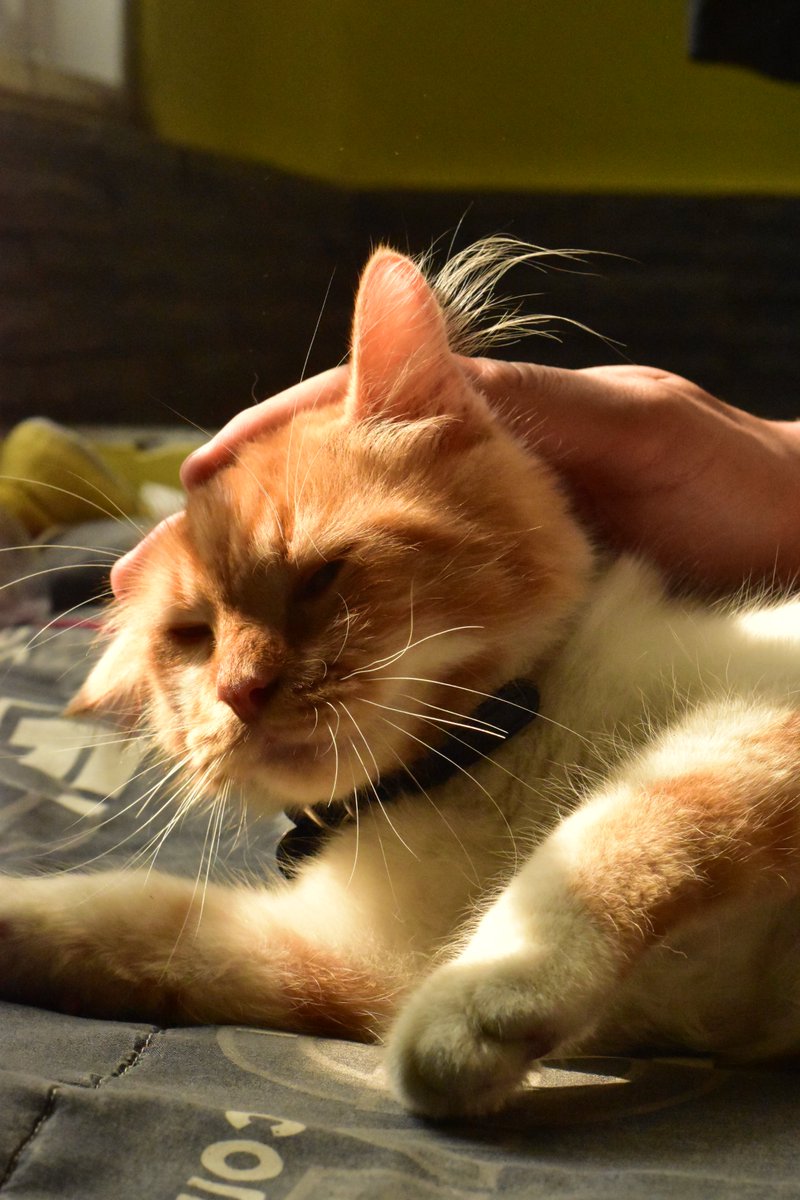 lfmitb's tweet photo. 🐈 Meong Meong Meong, Meong! 🐈
Cape dan jenuh belajar UAS?? Yuk refresh dulu lewat karya-karya para kru!!!
Karya foto kali ini menampilkan kucing-kucing yang lucu, gemas, dan imut melalui lensa para kruu 😸📸📸
#fchallenge #instalfm #lfmitb #kucing #itb https://t.co/k4RtMYKAbj