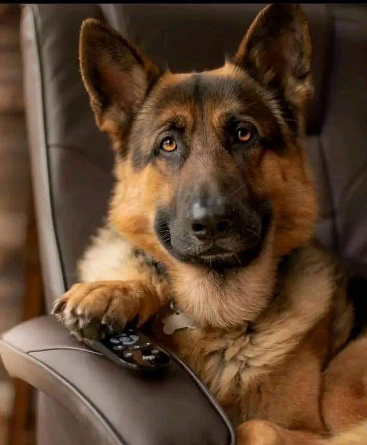 Gsd5Community's tweet photo. Perfect shot https://t.co/oJHRLNdZ0D